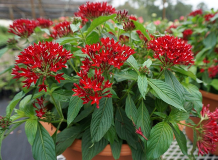Plants with red flowers.